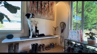 Its Not a Shelf IF You Can Sit On It shoerack entrywaydecor doglovers diyprojects organization [upl. by Phedra]