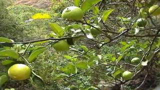 Neverland Farm  Vilcabamba Ecuador  WWOOF Volunteering [upl. by Kip]