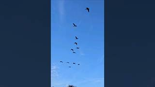 Big flock of Canadian Geese flying in canadiangeese fields sunset nature [upl. by Pradeep]