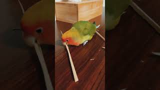 Dekhiye ye kaise keel thokta hai parrotlover parrotvideo funnyparrot funnybird shortsvideo [upl. by Suisyola484]