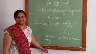 Physiology of stretch reflex [upl. by Clance729]