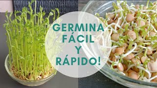 🌱CÓMO HACER GERMINADOS EN CASA FÁCIL Y RÁPIDO yomequedoencasa [upl. by Gardy]