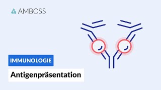 Antigenpräsentation  Biochemie  AMBOSS Video [upl. by Hallimaj654]