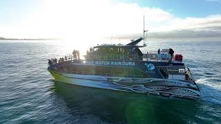 whale watch kaikoura  the ultimate marine experience 30sec [upl. by Erdah592]