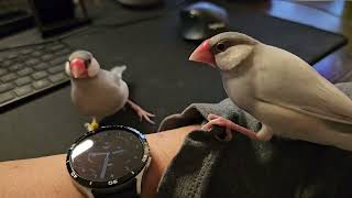 Java finches digging for something [upl. by Yggam]