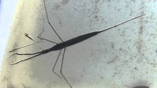 Water Stick Insect Ranatra linearis [upl. by Llieno]