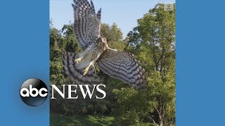 Hawk swoops in for attack on drone  ABC News [upl. by Wiburg]