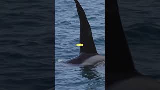 EPIC SHOWDOW Great White shark vs Orca [upl. by Lunn]