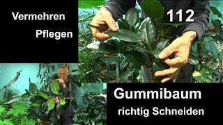 Gummibaum Schneiden Vermehren Pflegen und Gummibaum klein machen auch als Bonsai [upl. by Nadirehs986]