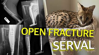 Serval Cat Broken Leg  OPEN FRACTURE [upl. by Amol]