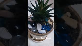 Haworthia Plant 😮 gardening [upl. by Namya]