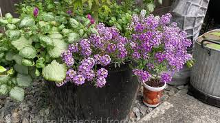 Sweet Alyssum Lobularia Maritima  Keep Them Blooming Deadhead [upl. by Olimreh]