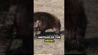 Teaser Extreme Animal Skills That Will Surprise You Wombat [upl. by Reitman234]