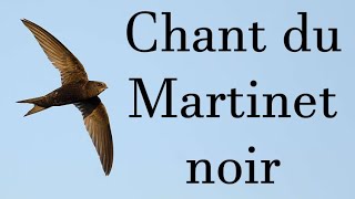 Chant du martinet noir  Song of the black swift [upl. by Kenzi233]