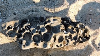 Piddock clams Interesting facts about rock boring mollusks [upl. by Ajim450]