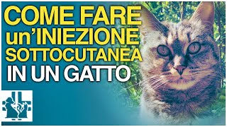 Come fare uniniezione sottocutanea in un gatto [upl. by Aneelehs]