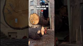 MASSIV🪵🇩🇪deutschland stihl wood woodworking holzwerken handwerk diy construction sawmil [upl. by Ellehsar]