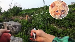 A blind stray cat lives by picking up dead fish hoping to get one from a fisherman [upl. by Florance]