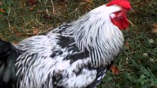 Silver Laced Wyandotte Rooster [upl. by Ciccia]