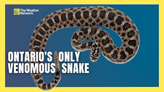 What You Need to Know About Ontarios Only Venomous Snake [upl. by Sinegra220]