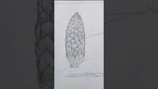 biology  cycas male amp female structure [upl. by Enneirdna]