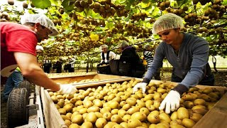 Kiwi Fruit Harvesting Picking and Packing  Amazing Agriculture Kiwi Farm Technology [upl. by Lida]