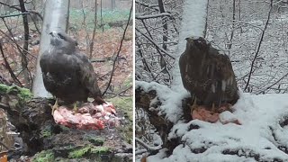 Buzzard protect food from Goshawk [upl. by Nelia]