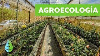 Qué es la AGROECOLOGÍA  Agroecologia CARACTERÍSTICAS [upl. by Doble385]