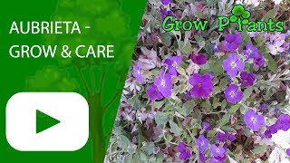 Aubrieta  grow amp care great ground cover plant [upl. by Edea]