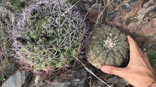 Cactus en hábitat CAFAYATE  Gymnocalycium spegazzinii Gymnocalycium saglionis y Parodia horrida [upl. by Ettenoitna372]