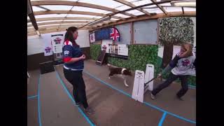 BFA Flyball Foundations  Episode Five Sequence Jump Training [upl. by Mafalda165]