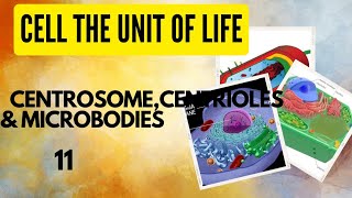 Class 11 Biology Cell the unit of life Centrosome Centrioles Microbodies [upl. by Ennaeiluj158]