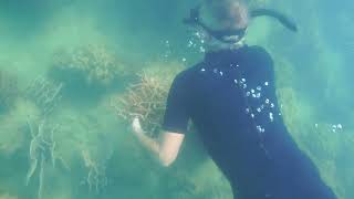 Workaway project  corals recovery in AoPong Resort [upl. by Mersey]