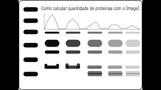 Como calcular quantidade de proteínas com o ImageJ [upl. by Terraj933]