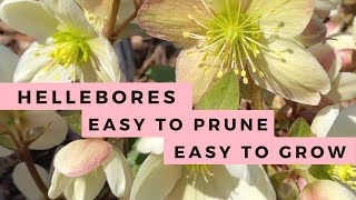 Hellebores How to Grow amp How to Prune Lenten Rose [upl. by Hollah]