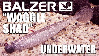 Balzer Waggle Shad Lure action Underwater Full HD [upl. by Afton]