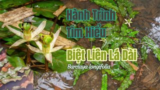 Khám Phá Vẻ Đẹp Bí Ẩn Của Biệt Liên Lá Dài Barclaya longifolia [upl. by Zephan]