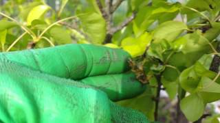 Doyenne Du Comice pear in Fruit but with sick leaf [upl. by Enyar]