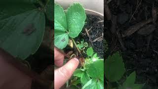 Growing strawberry plants from runners garden gardening strawberry [upl. by Leiruh253]