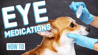 How To Give Your Dog Eye Medications [upl. by Alidia63]