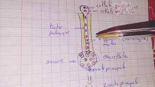 الحصة 4 دروس العلوم مباراة التعليم la Biologie Reproduction sexué et végétative germination [upl. by Fruma887]