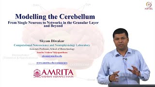 Modelling the Cerebellum  From Single Neurons to Networks in the Granular Layer and Beyond [upl. by Temp493]