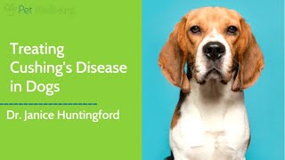 Dr Jan Recommends How to Treat Cushings Disease in Dogs [upl. by Aneev110]