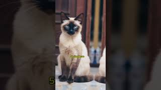 Top 10 sweet cat breed in  The world youtubeyoutubeshortsviralvideo grow [upl. by Sirron544]