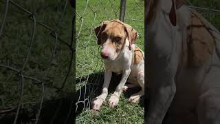 Jasper Jake and Jack Hound Puppies Available for adoption at All Kind Abilene TX [upl. by Adnaloj]