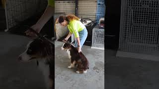 How to Handle Aggressive Dog as I Desensitize to Touch doganxiety puppytraining dogs [upl. by Neel]