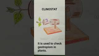 Clinostat Investigation Of Geotropism [upl. by Gnad]