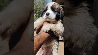 quotCute Saint Bernard puppies looking for a homequot [upl. by Rockie179]