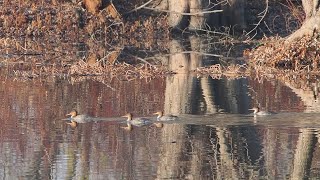 Common Mergansers Petrie Islands [upl. by Pembrook]