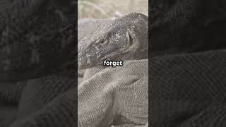 5 Mind Blowing Facts About Komodo Dragons animalfacts fascinatingwildlife facts animals [upl. by Maidy]